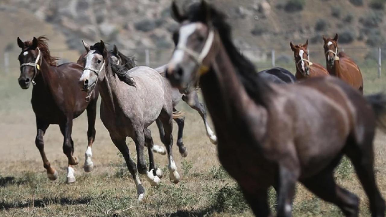 TİGEM 34 safkan Arap koşu tayı satacak Haber gorseli