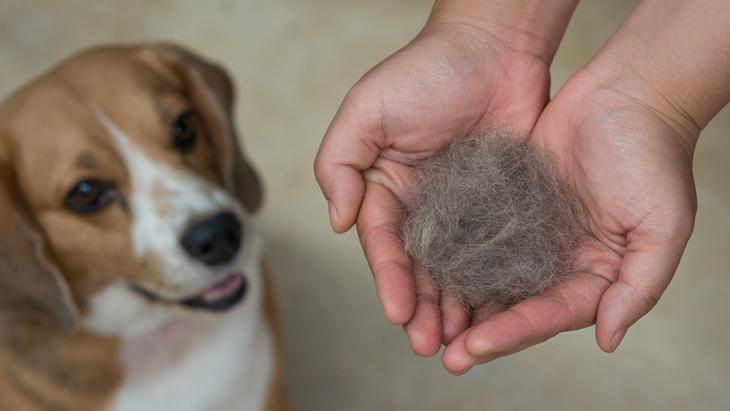 Sıcaklar tüy dökülmesini artırıyor! Kedi ve köpeklerin bakımı nasıl olmalı?